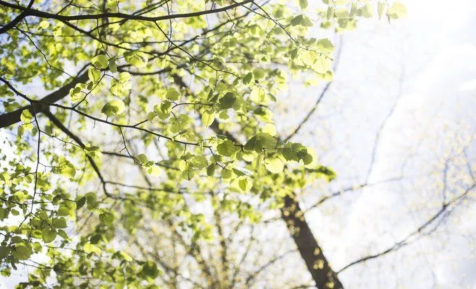 csm bladeren 2 d132019acd