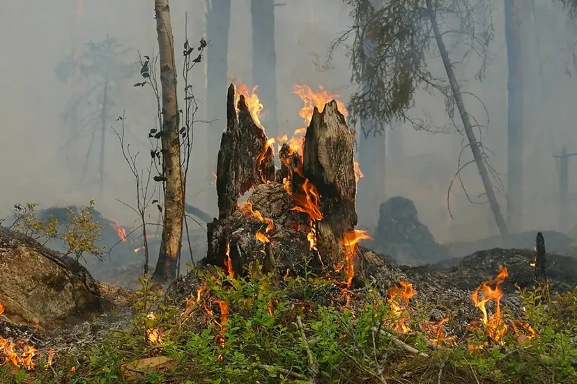 bosbrand-665e019049c49