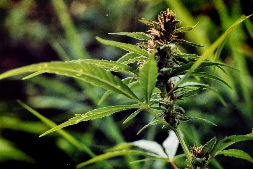 1024px cannbis indica female flos