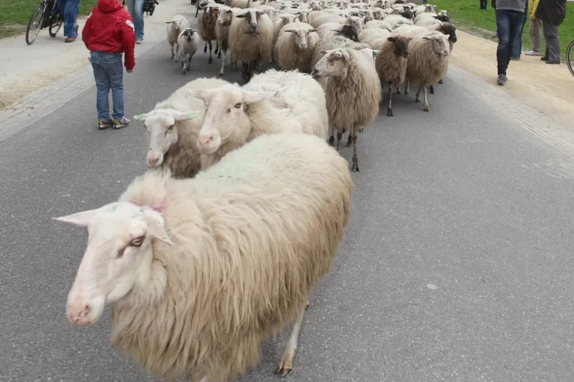 278394603 288674540107212 7283528419963254817 n stadskudde