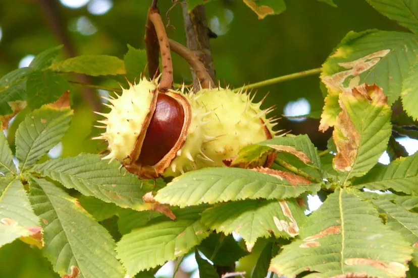 chestnut 60345 1280 kastanje kastanjeboom