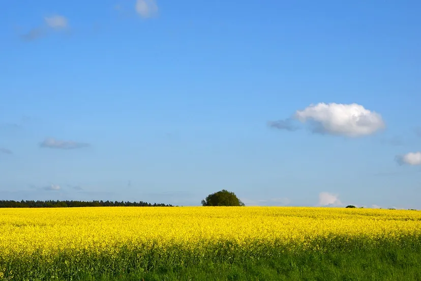 field of rapeseeds 1196496 960 720