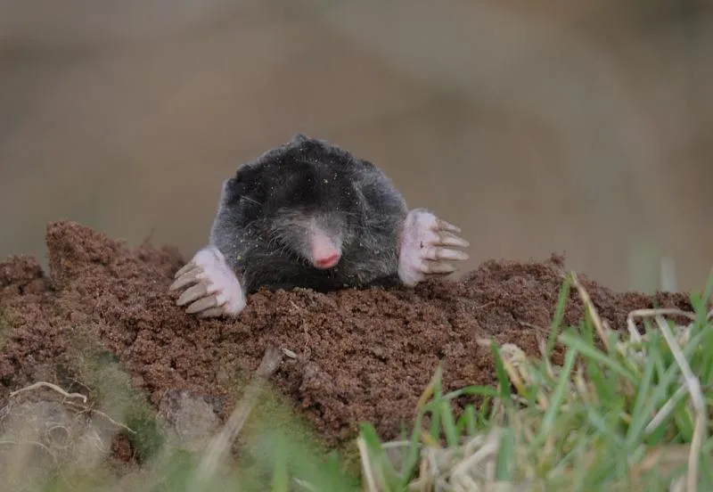 mol 4 cc by sa 30 dieder plu wikipedia commons