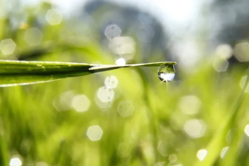 regendruppels annebourbeau via pixabay regen weer