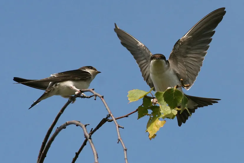 1024px house martin delichon urbicum 1 huiszwaluw cc by sa 30 ken billington