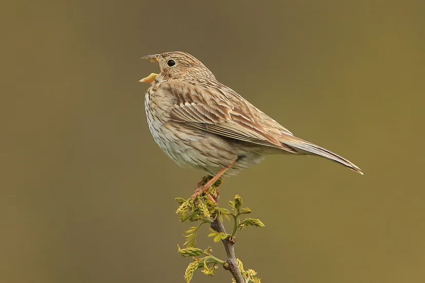 1024px miliaria calandra corn bunting cc by 20 grauwe gors steve riall flickr wikipedia