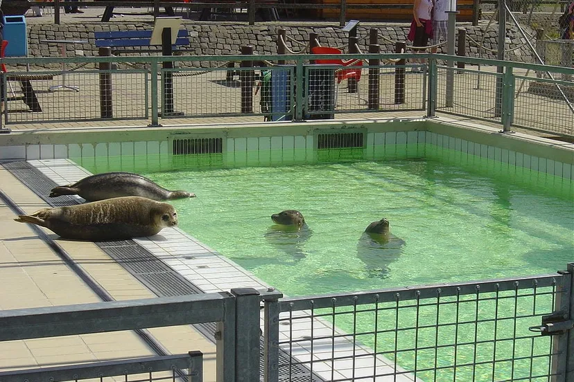 1024px pieterburen zeehondencrche 4 cc by sa 30 ben pirard wikipedia commons