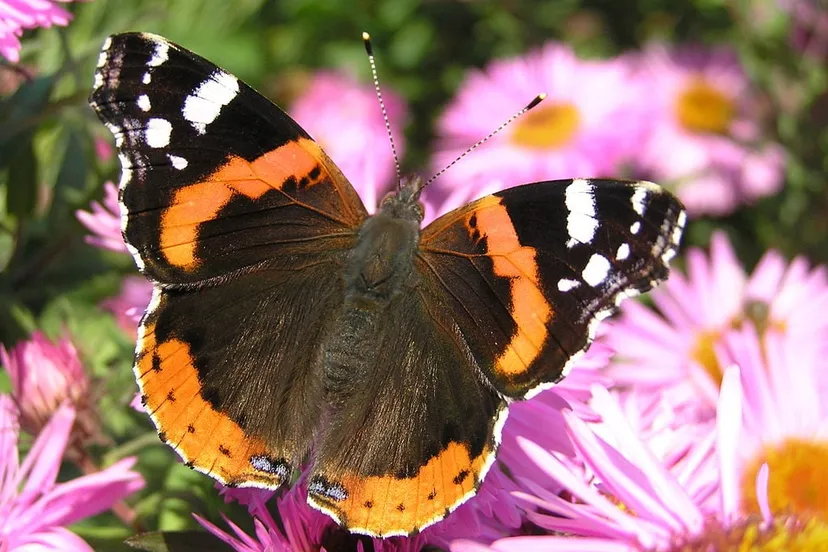 1024px vanessa atalanta brok beentree cc by sa 30 commons wikimedia