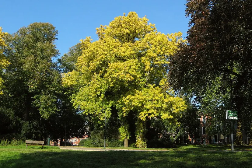 110929 leliesingel noorderplantsoen groningen nl cc by sa 30 wutsje