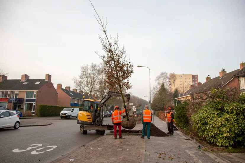 16 01 2020 savornin lohmanlaan nieuwe bomen henk tammens 3 002 1
