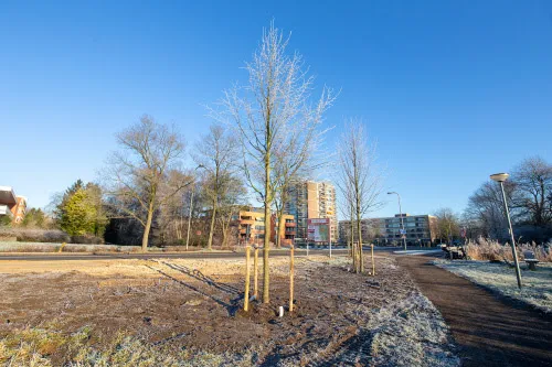 20 nieuwe bomen emmalaan haren