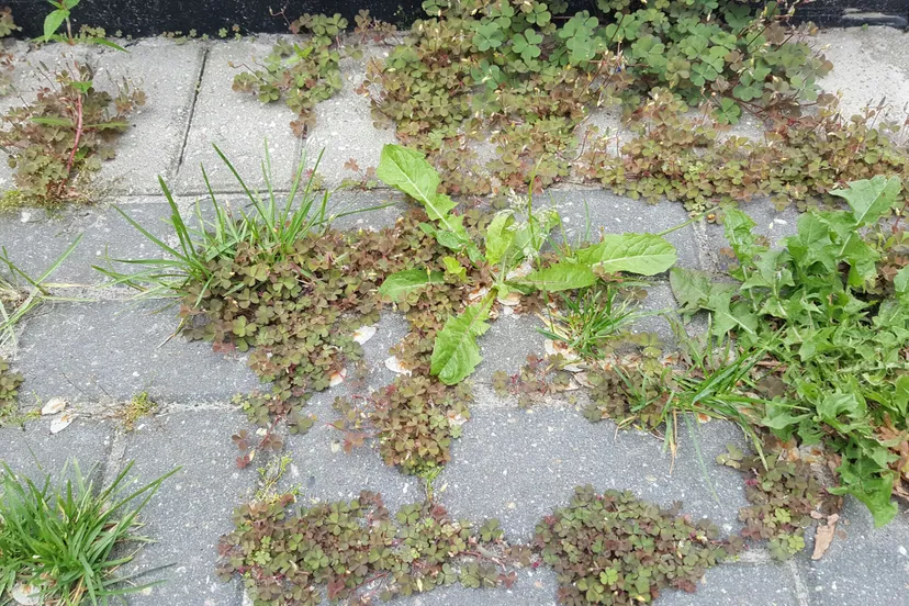 20160608 110724 resized