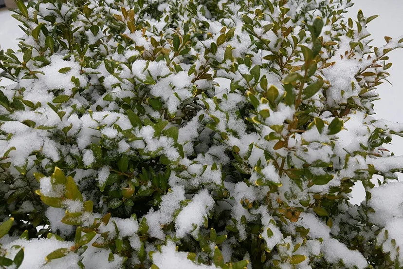 20170107 094318 resized