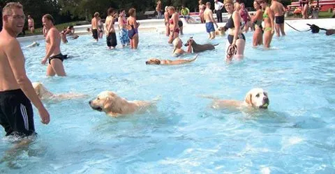 21370982 1963539500531161 3213888483835195415 n baas hond zwemmen