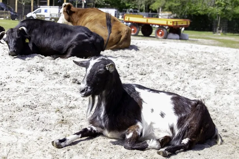 242439824 156543889986945 7877729856341911236 n kinderboerderij gemeente groningen