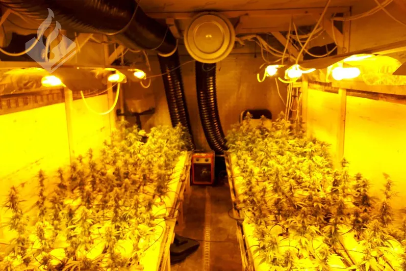 28424660 1662310187141284 8575292169467578774 o politie groningen stad haren hennepkwekerij in vrachtwagen