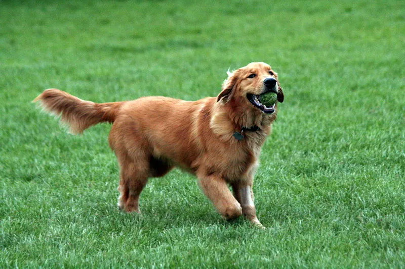 800px golden retriever with tennis ball