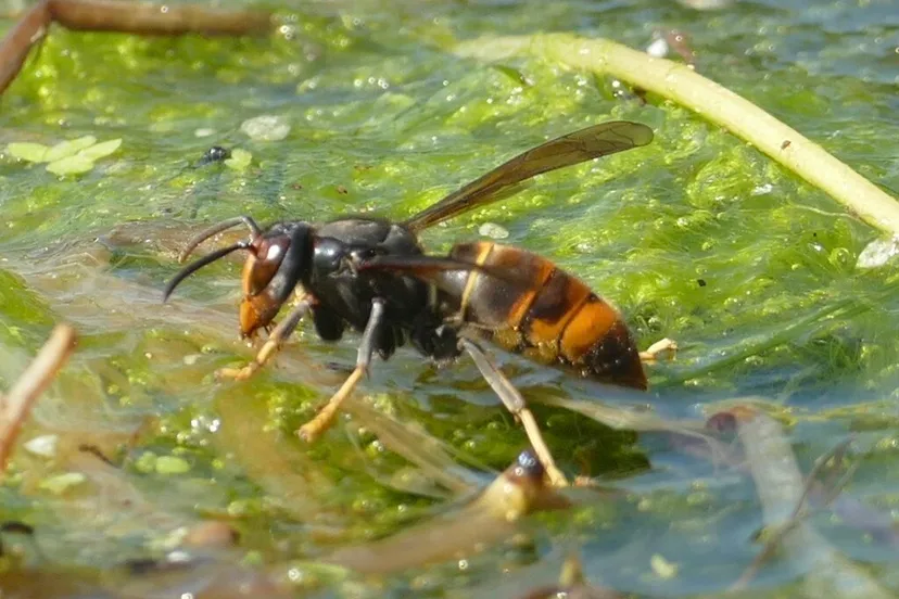 aziatische hoornaar wikipedia cc0
