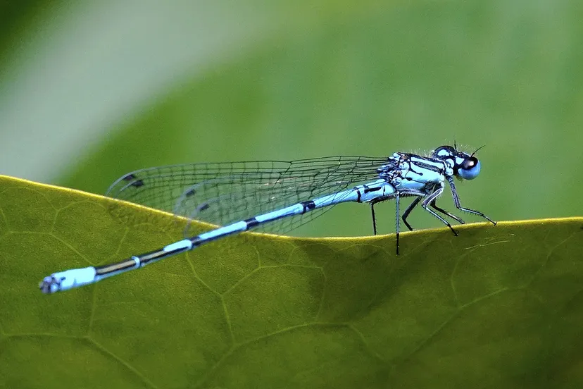 azuurwaterjuffer coenagrion puella 42345449340 cc by 20 wikipedia commons rob stoeltje