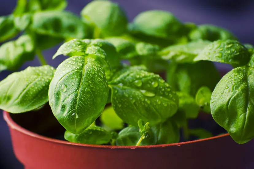 basil 932079 1920 basilicum kruiden geplant in pot tookapic via pixabay