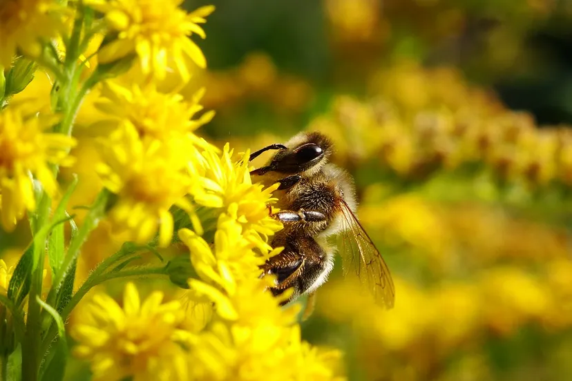 bee 1624453 960 720 bij wilde bij