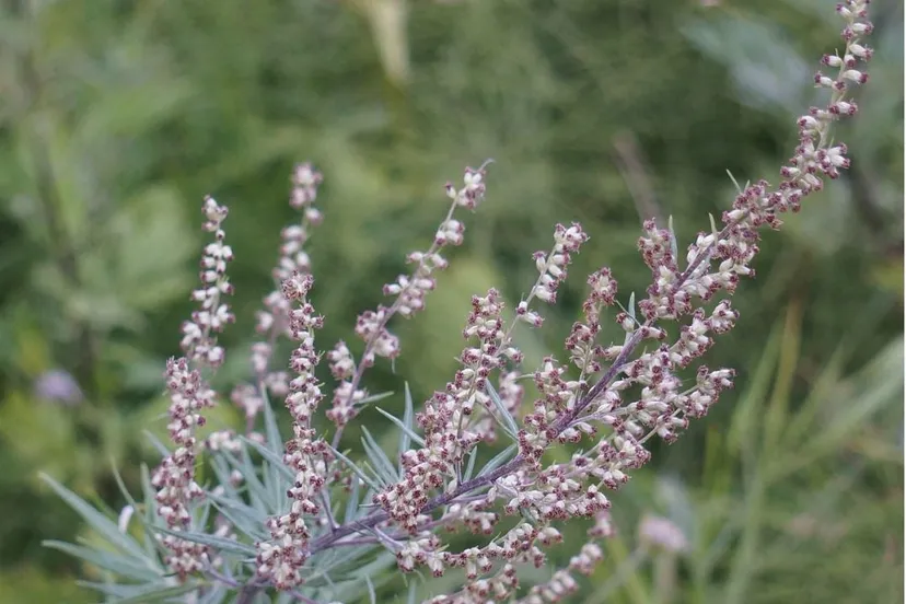 bijvoet pollen hooikoorts