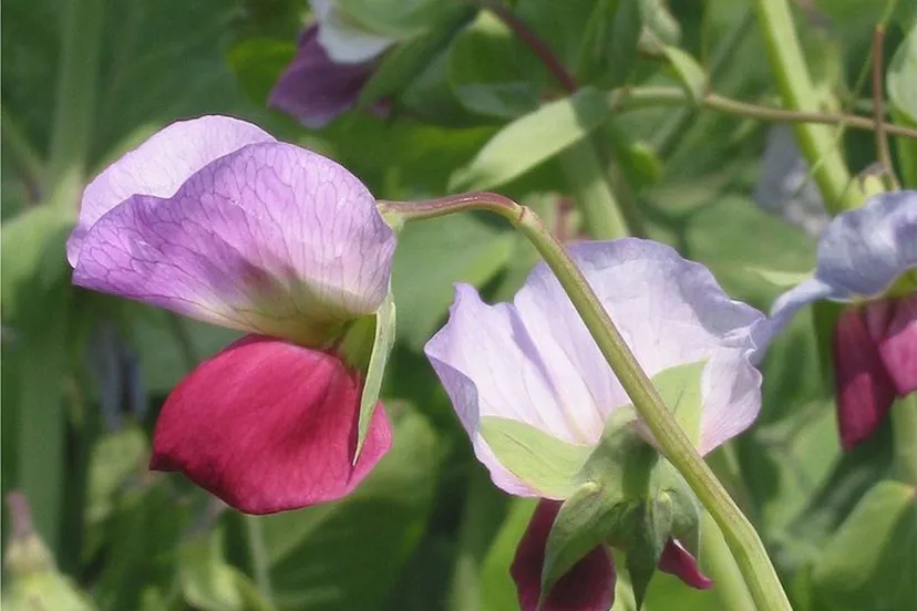 bloeiende kapucijner ccbysa 20 wikipedia commons