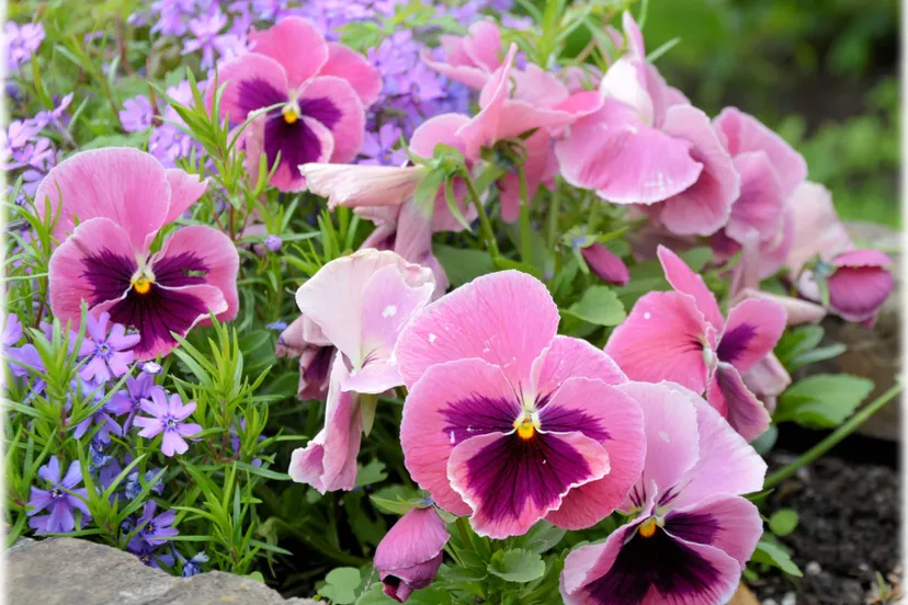 bloemen in hollandse tuinen 16