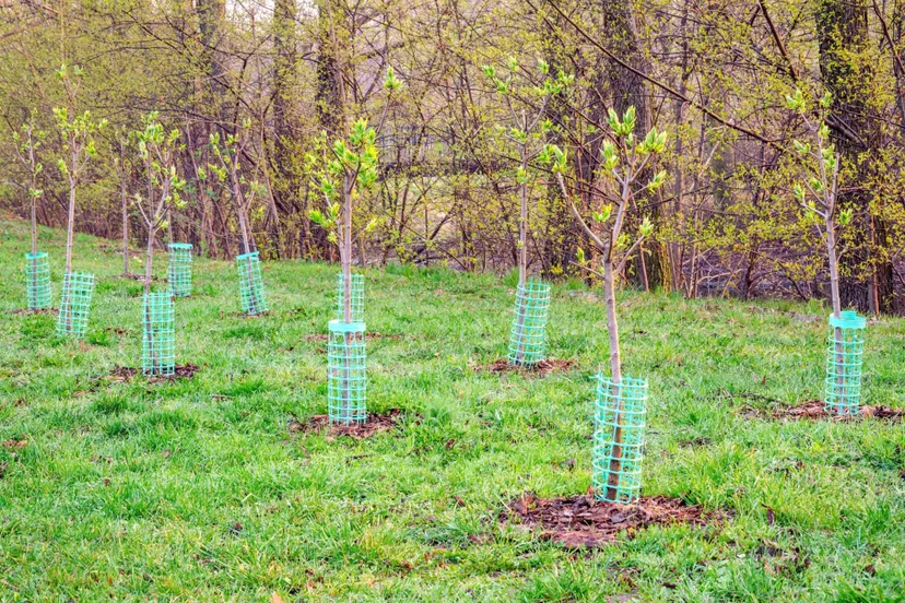 bomen aanplant gemeente