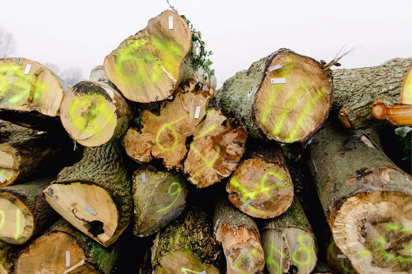 bomen boomstammen marleen annema