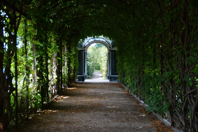 boom bos wandeling groningen fietsen