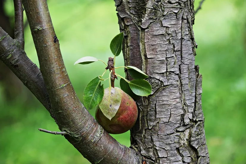 bos voedselbos peren appels cc0 pxhere