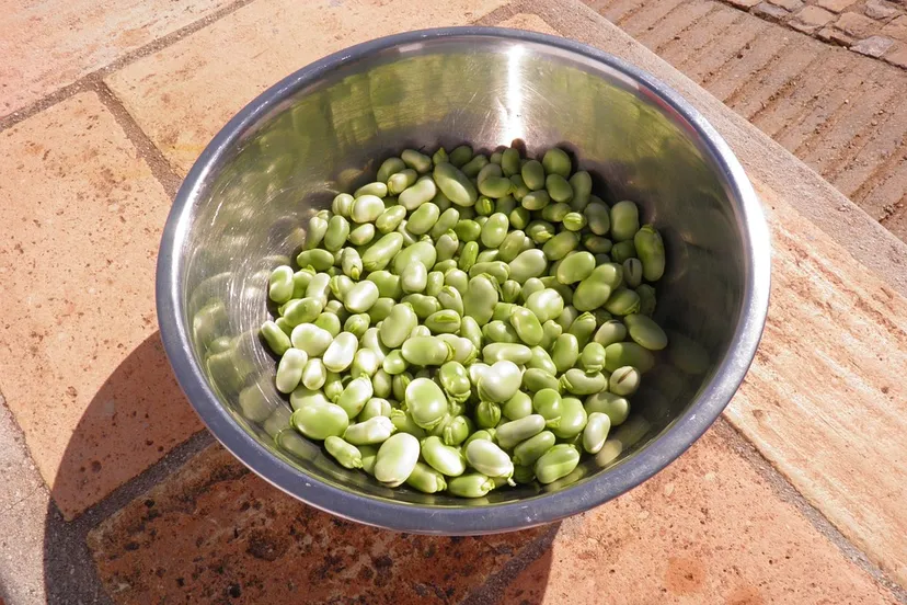 broad beans 1001279 960 720