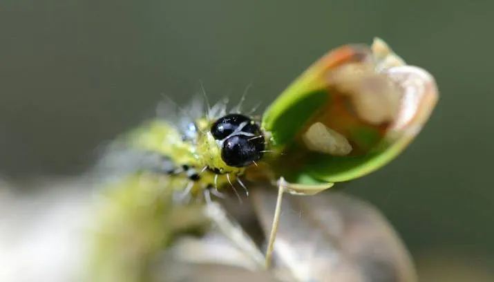 buxusmot zit nu bijna in heel nederland 715x408
