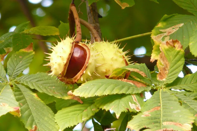 chestnut 60345 1280 kastanje kastanjeboom