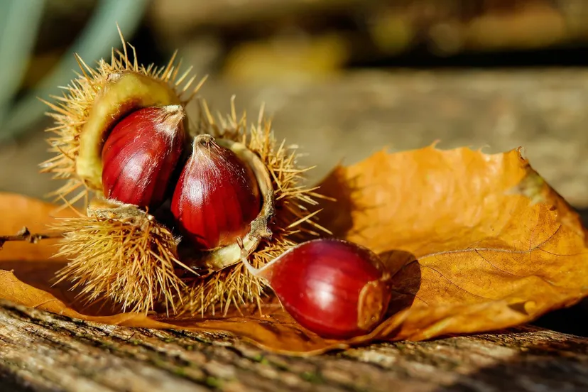 chestnut gcda28b8b3 1920 kastanjes herfst couleur via pixabay