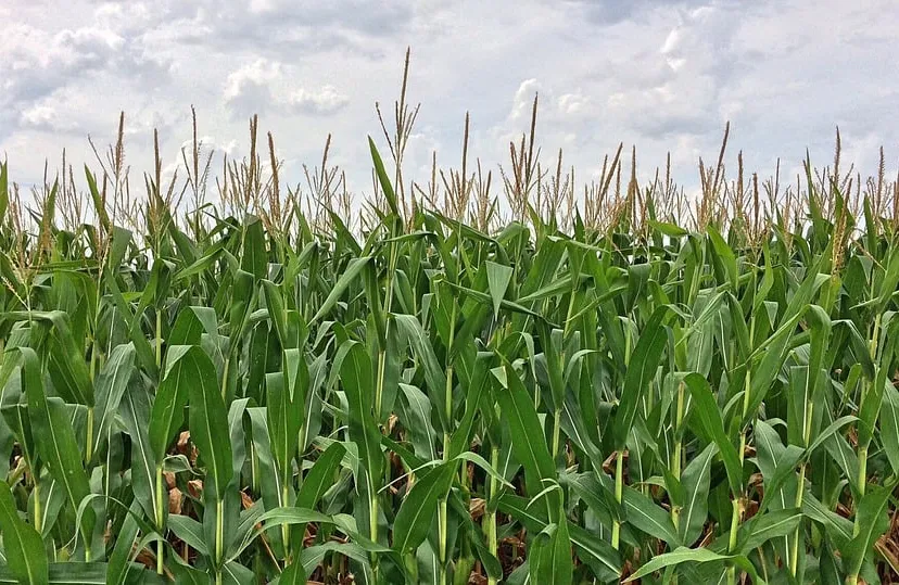 corn 892595 960 720 mais