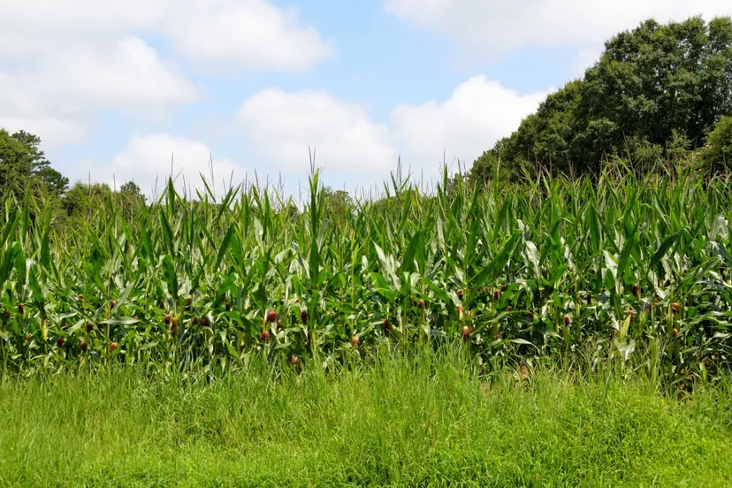 corn fields corn agriculture farmland nature summer plant crop 799739jpgd mais