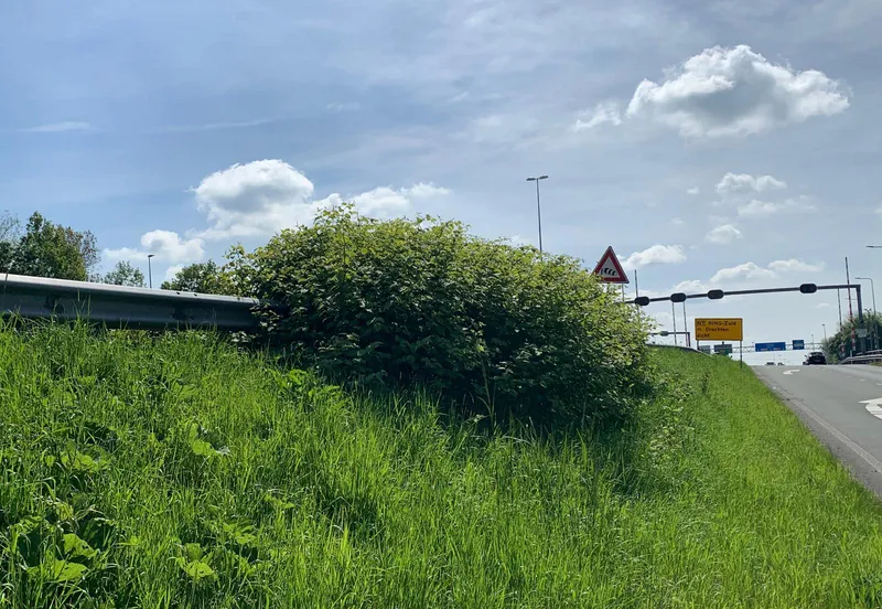 csm japanse duizendknoop 5e53dfb779