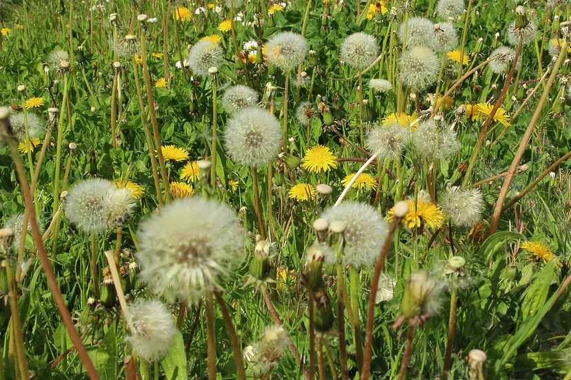 dandelion 328514 960 720 hooikoorts paardebloemen stuifmeel