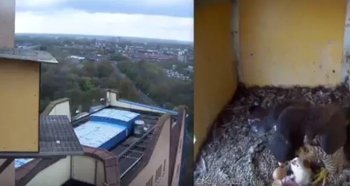 de tweede slechtvalk geboren you tube beeldcitaat gasunie tube 1