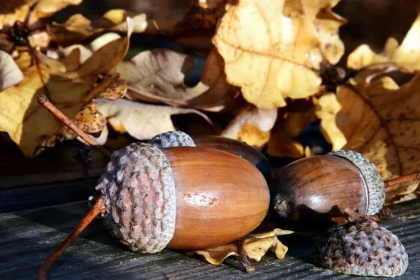 eikels herfst zonnig pixnio