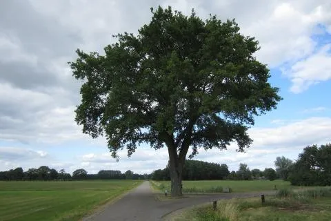 eikenboom2