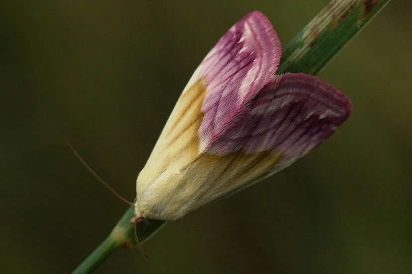 eublemma purpurina beautiful marbled 26995592388 cc by sa 20 eublemma purpurinaeublemma purpurina by ilia ustyantsev