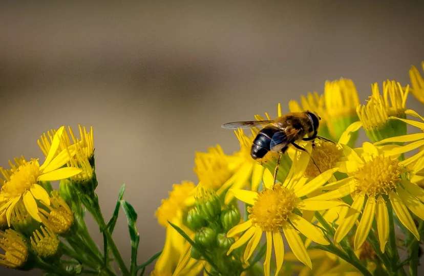 flowers 974081 960 720 bij