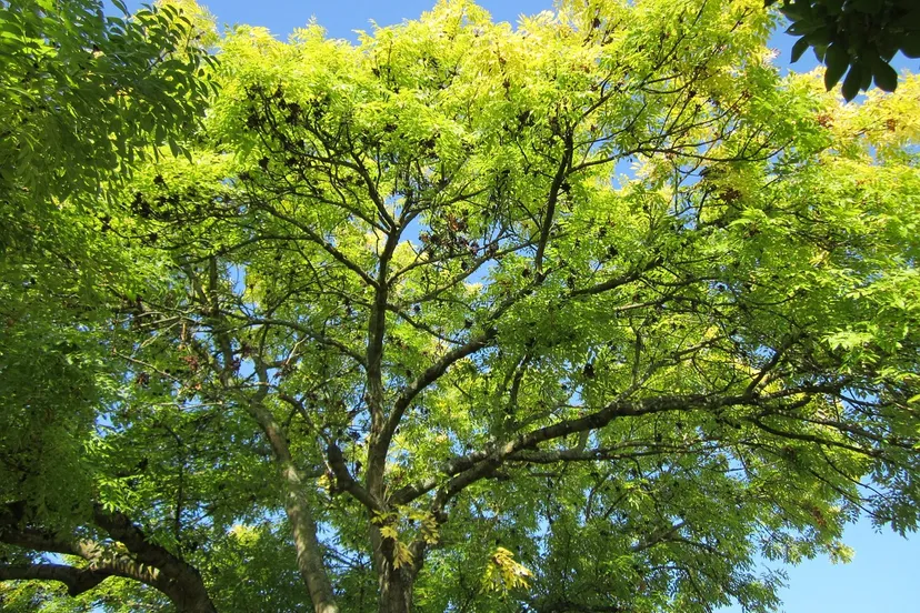 fraxinus excelsior 844544 1280 es wikimedia image