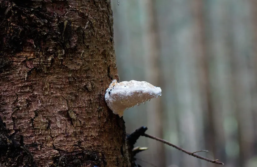 fungus 455180 960 720 boom en zwam