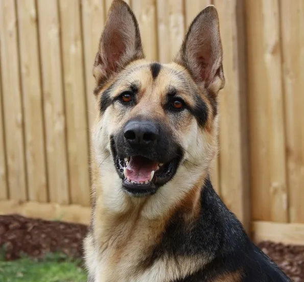 german shepherd 170582 640 publiek domein