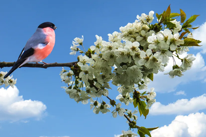 goudvink lente gerhard g via pixabay