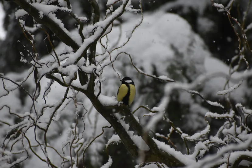 great tit 5916709 1920 afbeelding christine jamin via pixabay